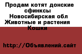 Продам котят-донские сфинксы - Новосибирская обл. Животные и растения » Кошки   
